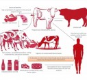 Karau vaka iha Maliana ameasadu husi moras Brucellosis